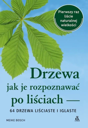 Drzewa – jak je rozpoznawać po liściach