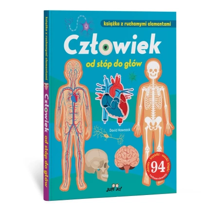 Człowiek od stóp do głów