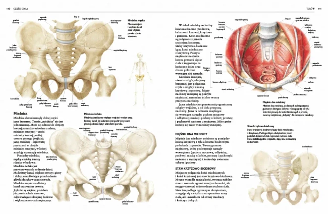 Ciało człowieka. Atlas. Jak działa ludzki organizm