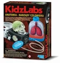 Anatomia Narządy człowieka