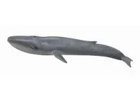 Blue Whale