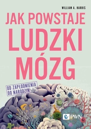 Jak powstaje ludzki mózg. Od zapłodnienia do narodzin