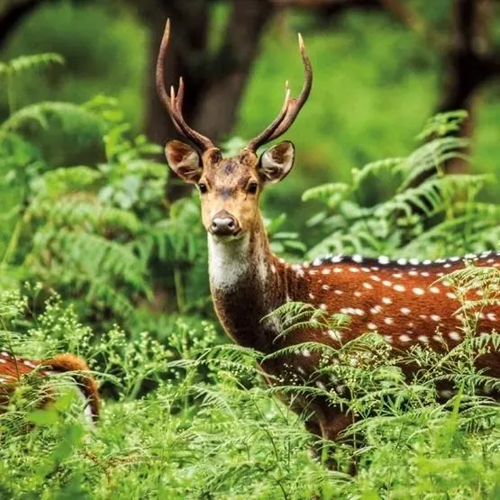 Karnet kwadrat z kopertą A Chital Deer