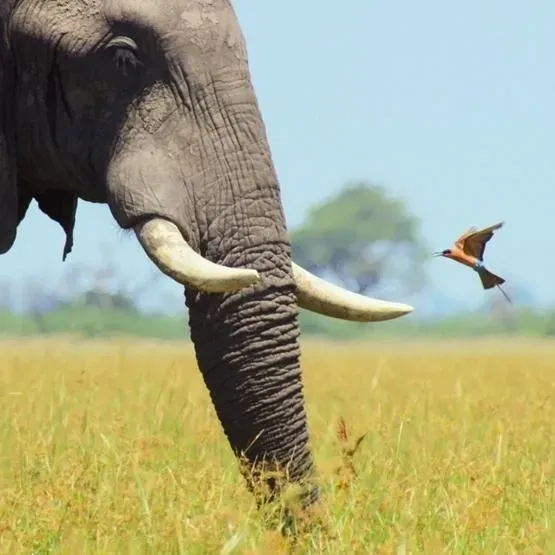 Karnet kwadrat z kopertą African Bull Elephant