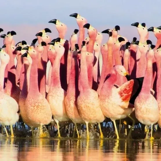 Karnet kwadrat z kopertą Andean Flamingoes