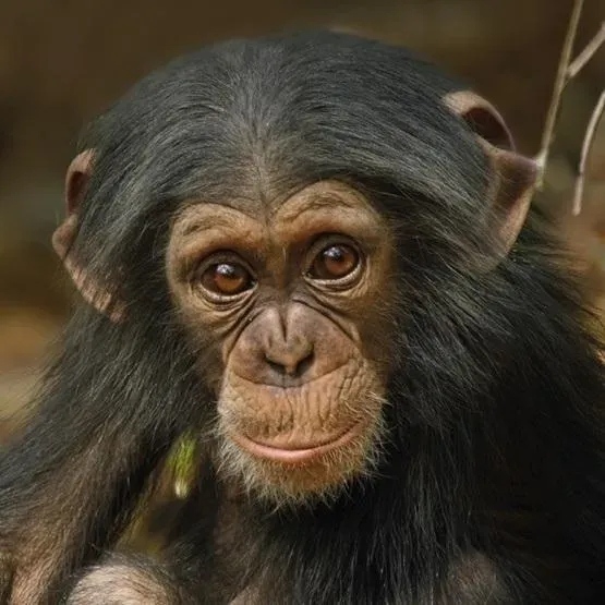 Karnet kwadrat z kopertą Baby Chimp