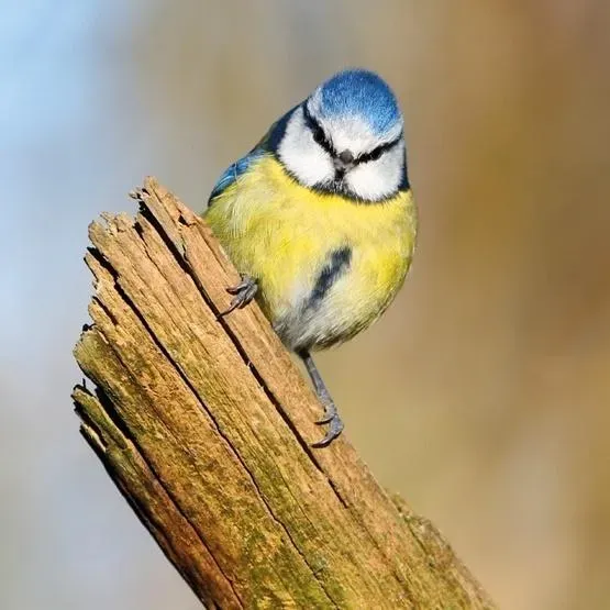 Karnet kwadrat z kopertą Blue Tit