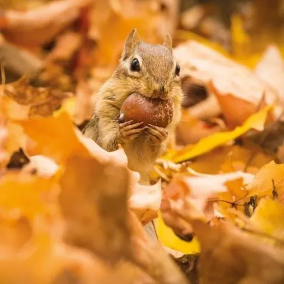 Karnet kwadrat z kopertą Chipmunk with an acorn