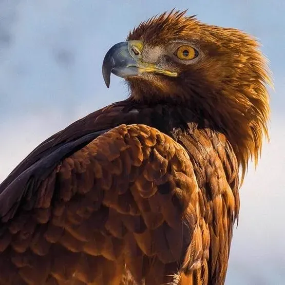 Karnet kwadrat z kopertą Golden Eagle