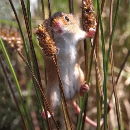 Karnet kwadrat z kopertą Harvest Mouse