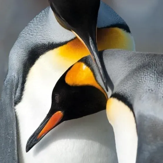 Karnet kwadrat z kopertą King Penguins