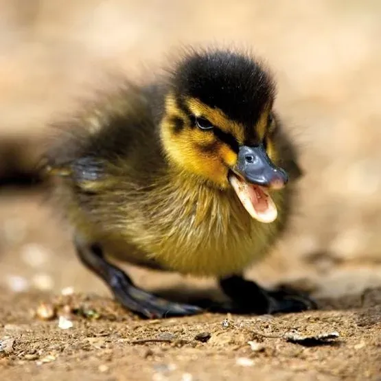 Karnet kwadrat z kopertą Mallard Duckiling