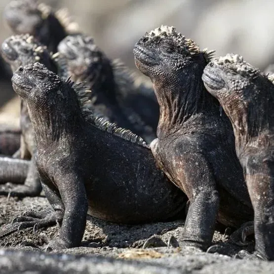 Karnet kwadrat z kopertą Marine Iguanas