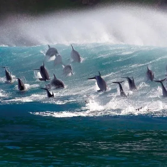 Karnet kwadrat z kopertą Surfing Bottlenose Doplhi