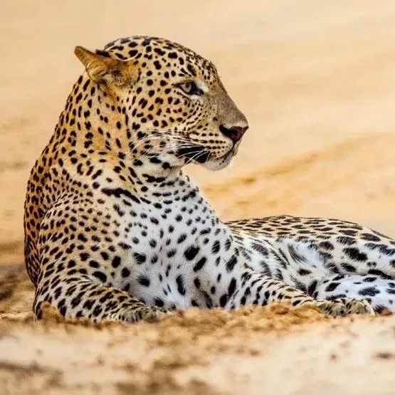 Karnet kwadrat z kopertą Leopard in sand