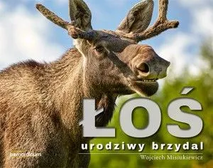 Łoś urodziwy brzydal